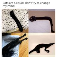 Cat Memes
